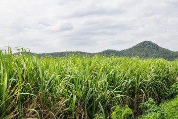Small sugar plant in big farm, sugar farm field with blue sky and mountain 