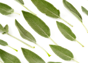 sage leaves isolated on white