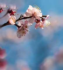 apricot flowers on a branch against a blue sky