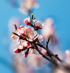 apricot flowers on a branch against a blue sky