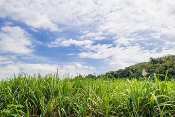 Fototapeta premium Small sugar plant in big farm, sugar farm field with blue sky and mountain 