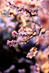 Obraz premium In full bloom in the peach blossom