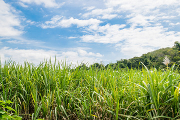 Small sugar plant in big farm, sugar farm field with blue sky and mountain