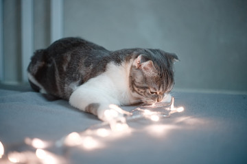 cat playing with lights  on the grey sofa 