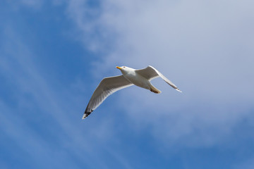 Fototapeta na wymiar common gull flying in a blue sky with clouds