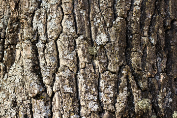 Beautiful daylight view of tree forest texture with lines.