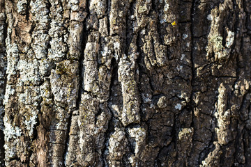 Beautiful daylight view of tree forest texture with lines.