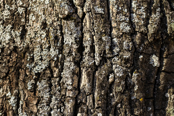 Beautiful daylight view of tree forest texture with lines.