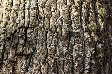 Beautiful daylight view of tree forest texture with lines.
