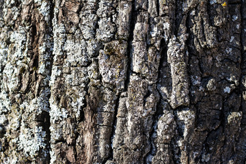 Beautiful daylight view of tree forest texture with lines.