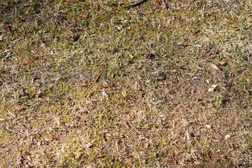 Beautiful natural view of forest grass in the sun.