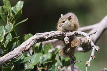 Ockerfußbuschhörnchen / Tree squirrel / Paraxerus Cepapi © Ludwig
