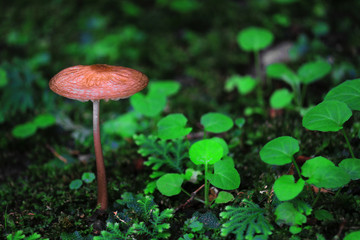 Small cosmos where various lichens and plants live