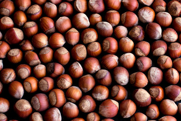  hazelnut placer texture hazelnuts in the shell