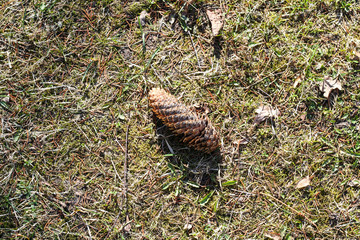 Beautiful natural view of forest grass in the sun.