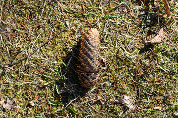 Beautiful natural view of forest grass in the sun.