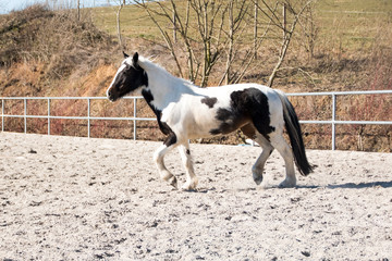 Pferd Schecke Schritt