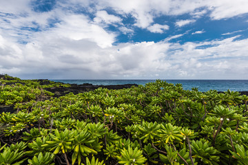 Volcanic Coast in Hawaii Volcanoes National Park in Hawaii, United States