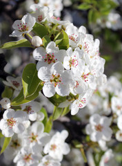 pink cherry blossom flower in spring time over blue sky.