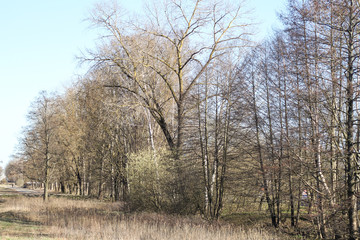 Beautiful view of forest.