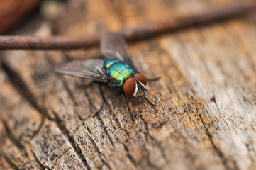 Large green fly is standing on a tree and waiting to fly.Insect