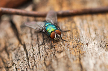 Large green fly is standing on a tree and waiting to fly.Insect