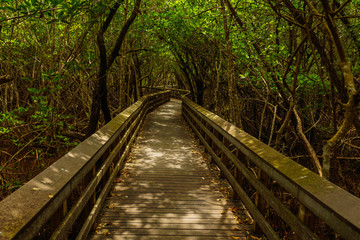 West Lake Trail in Everglades National Park in Florida, United States
