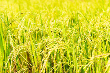 Rice field in local area of Thailand sunny day