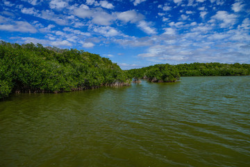 Obraz premium West Lake Trail in Everglades National Park in Florida, United States