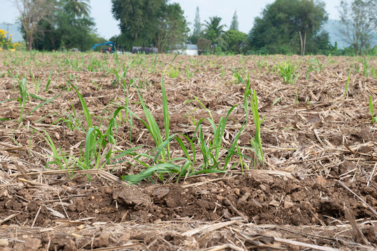 Tebu Bilder Durchsuchen 201 Archivfotos, und Videos