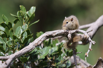 Ockerfußbuschhörnchen / Tree squirrel / Paraxerus Cepapi