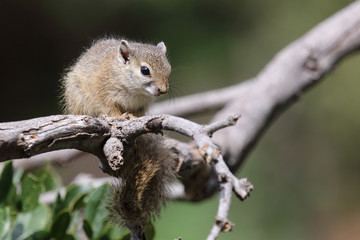 Ockerfußbuschhörnchen / Tree squirrel / Paraxerus Cepapi