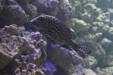 Peces tropicales