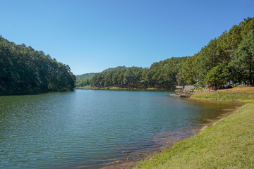 View of pine forest and lake in pang oung ,maehongson, Thailand