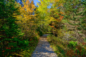 Fototapeta na wymiar Wonderland Trail in Acadia National Park in Maine, United States