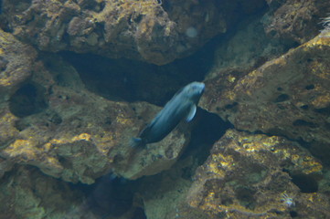 Peces tropicales