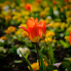 Orange and Yellow Tulip