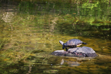 Fototapeta premium 亀