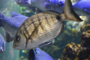 Peces del Caribe
