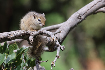 Ockerfußbuschhörnchen / Tree squirrel / Paraxerus Cepapi
