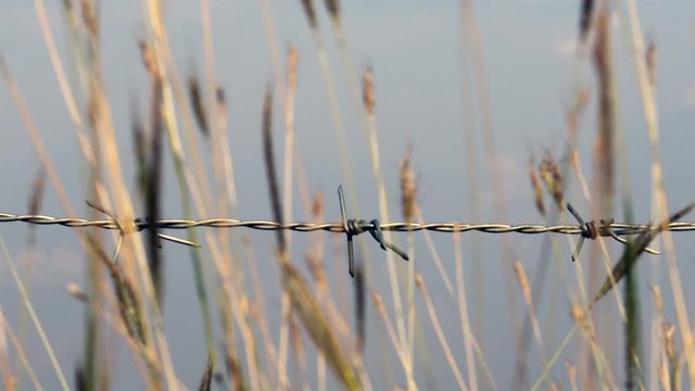 Barbed wire with blurred grass trees that are swaying in the foreground.
