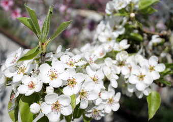 pink cherry blossom flower in spring time over blue sky.