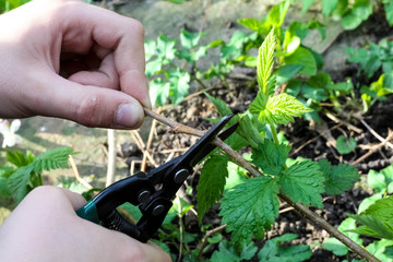 Close up of baby's hand cutting branch in his garden. Gardener's hand cuts branch from of bush with pruning scissors. Gardening work in spring time.