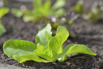 close on lettuce seedling growing in the soil of a vegetable garden