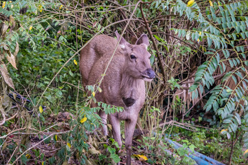  Deer in natural forests