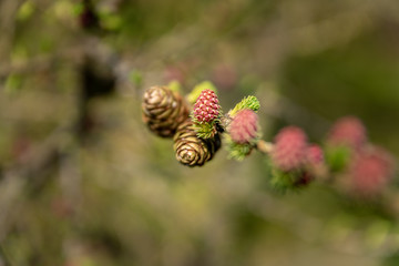 Young conifer pine cone shoots isolated in a natural environment.