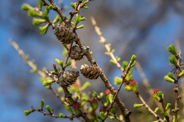 Young conifer pine cone shoots isolated in a natural environment.