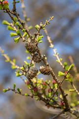Young conifer pine cone shoots isolated in a natural environment.