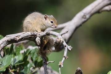 Ockerfußbuschhörnchen / Tree squirrel / Paraxerus Cepapi