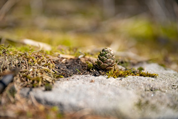 A single isolated conifer pine cone in a natural woodland environment.